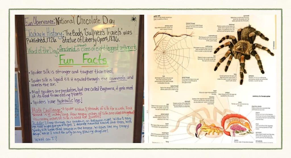 A whiteboard for National Chocolate Day with Today in History notes, the word of the day "Arachnida," spider fun facts and a math challenge, next to a labeled spider anatomy poster